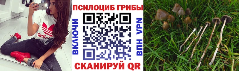 Псилоцибиновые грибы Cubensis Пласт